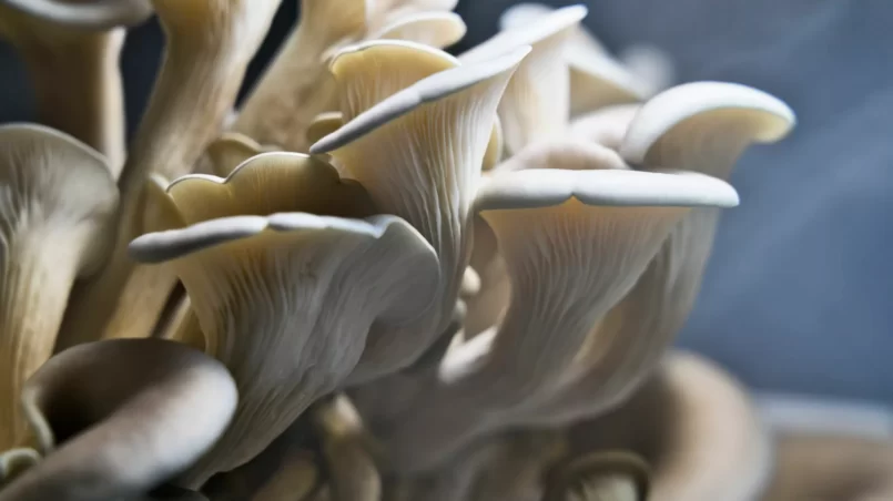 Blue Oyster Mushrooms