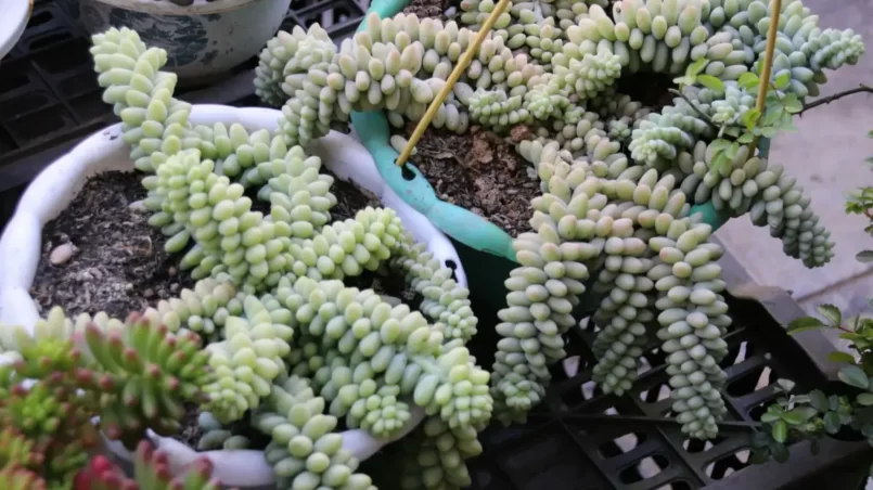 Burro’s Tail (sedum morganianum)