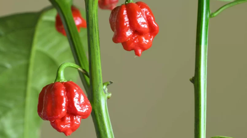 Carolina Reaper hot pepper