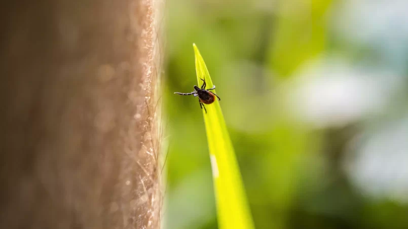 Close-up of Tick Reaching For Human Leg