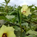 Closeup view of okra plant with flower
