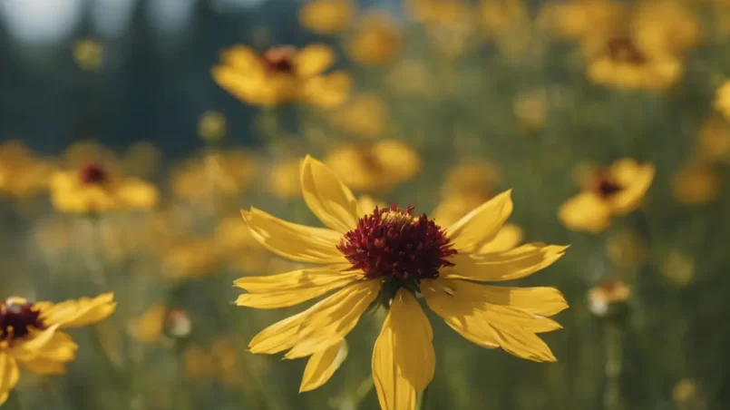 Coreopsis flowers