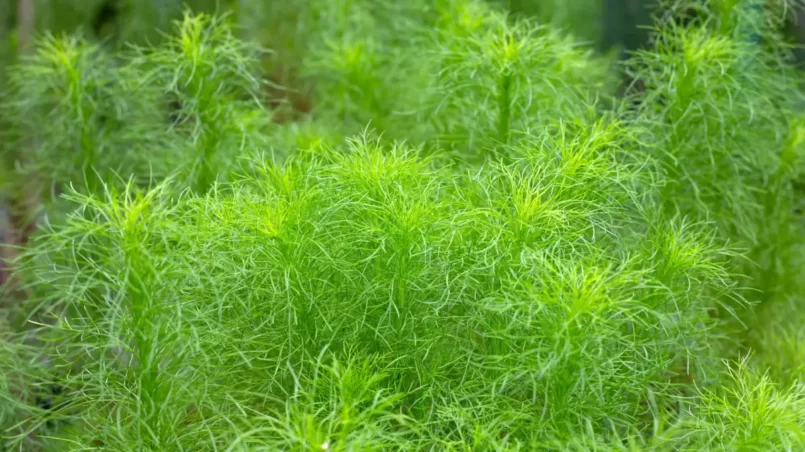 Dog fennel (Eupatorium capillifolium) in the garden