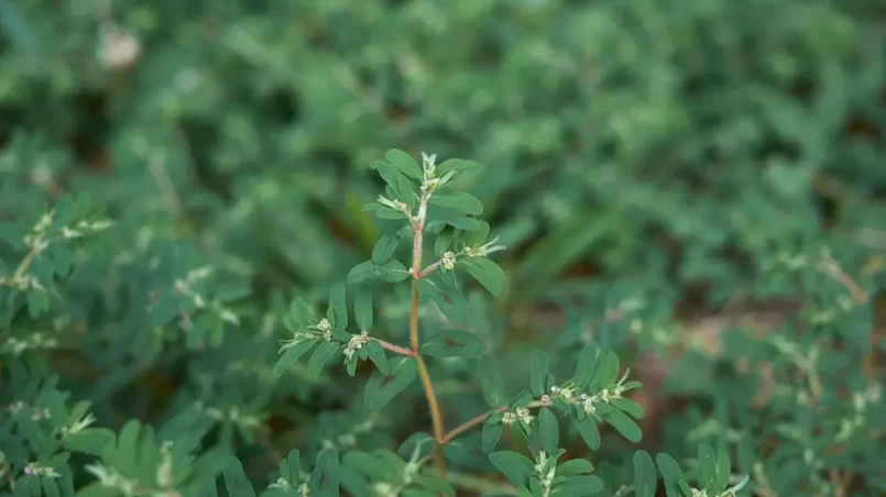 Euphorbia maculata