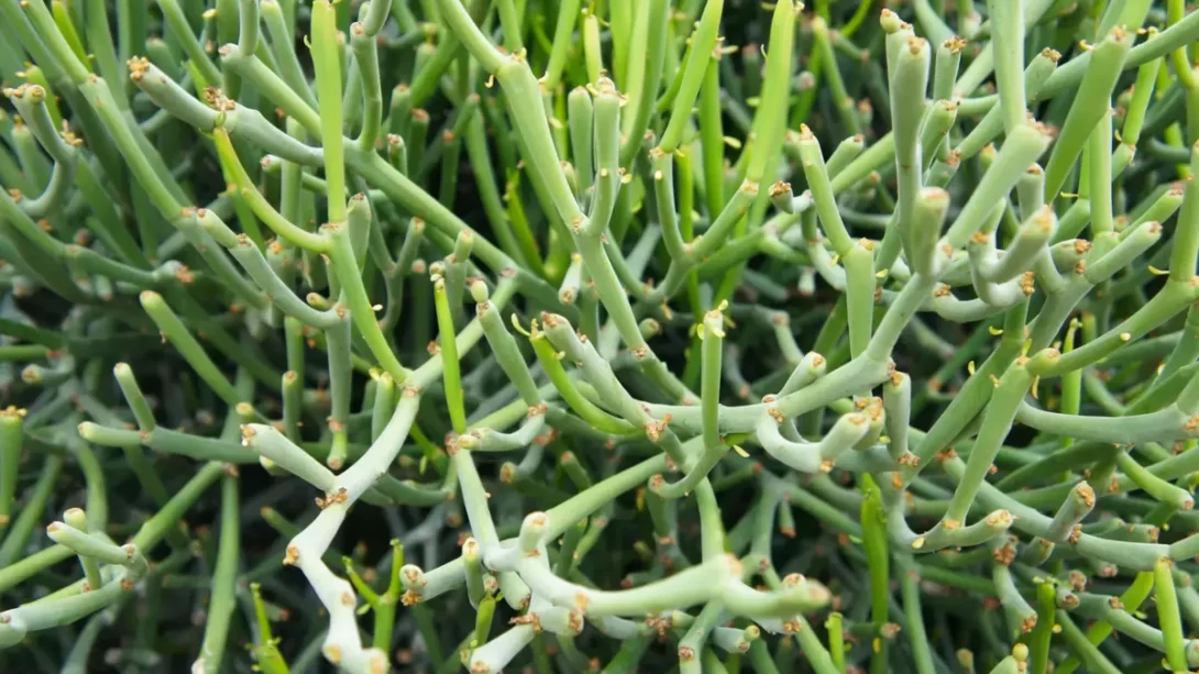 Euphorbia tirucalli or aveloz green succulent plant