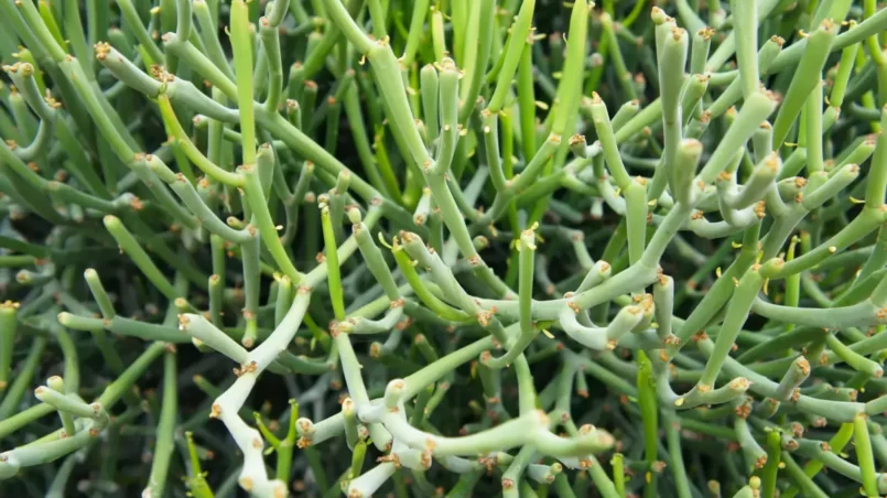 Euphorbia tirucalli or aveloz green succulent plant