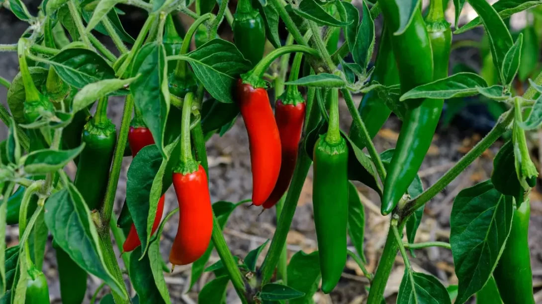 Jalapeno Chili Peppers Ripening on Plant