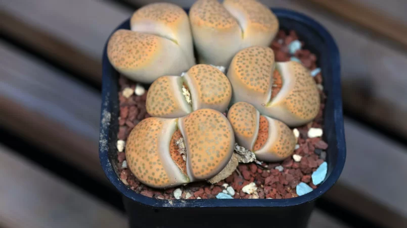 Lithops