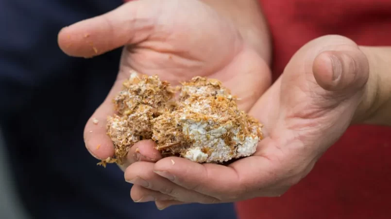 Mycelium fungus on sawdust for cultivating mushrooms