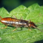 Pincher Bug