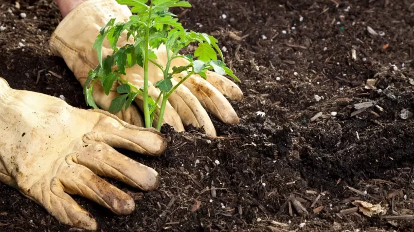 Planting tomato plant in the garden