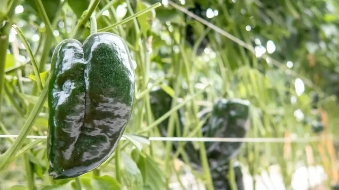 Poblano peppers growing in a greenhouse