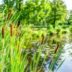 Pond and cattails in summer