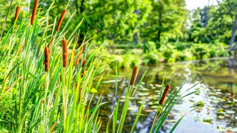 Pond and cattails in summer