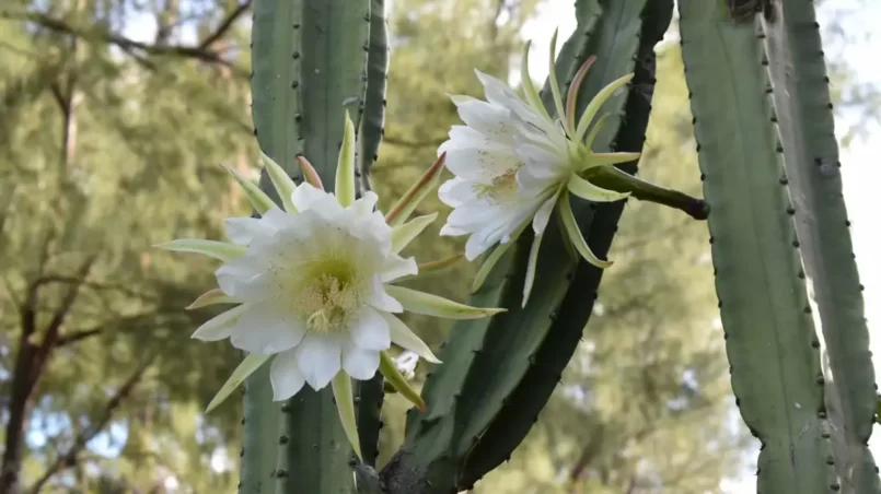 San Pedro Cacti