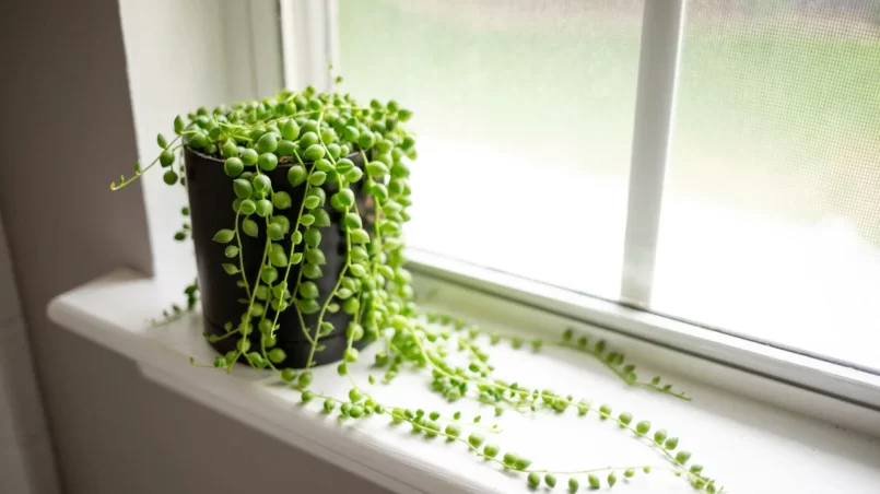 String of Pearls Plant