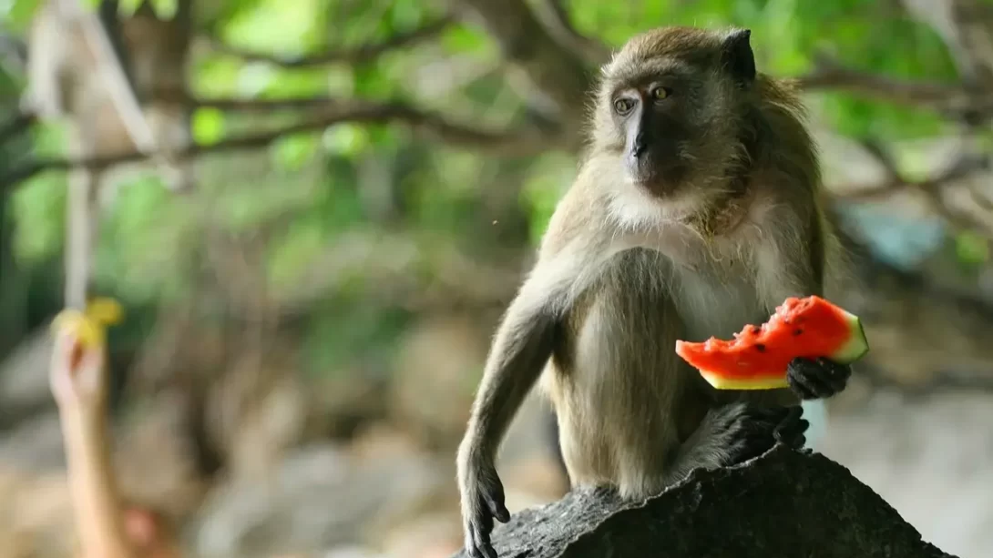 Wild monkey eating watermelon