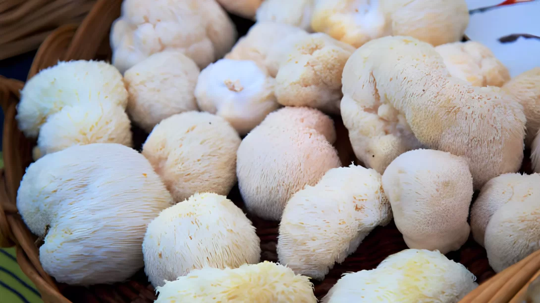 basket of Lion's mane mushrooms