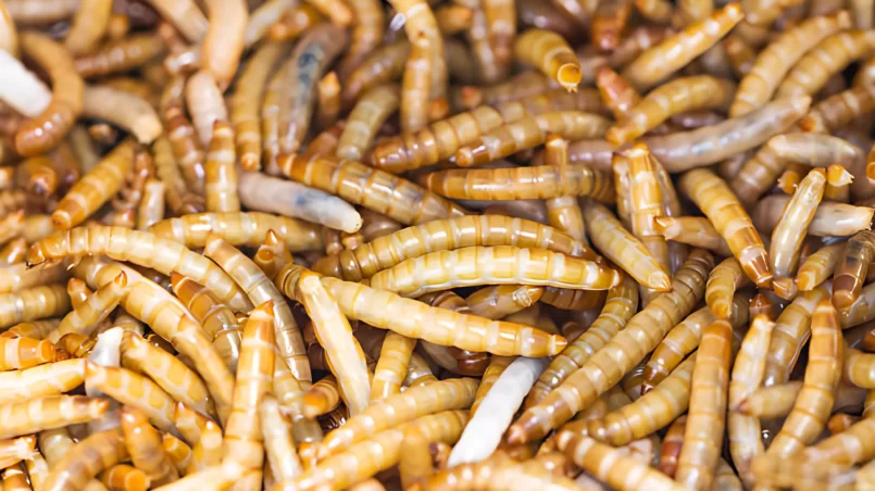 mealworms