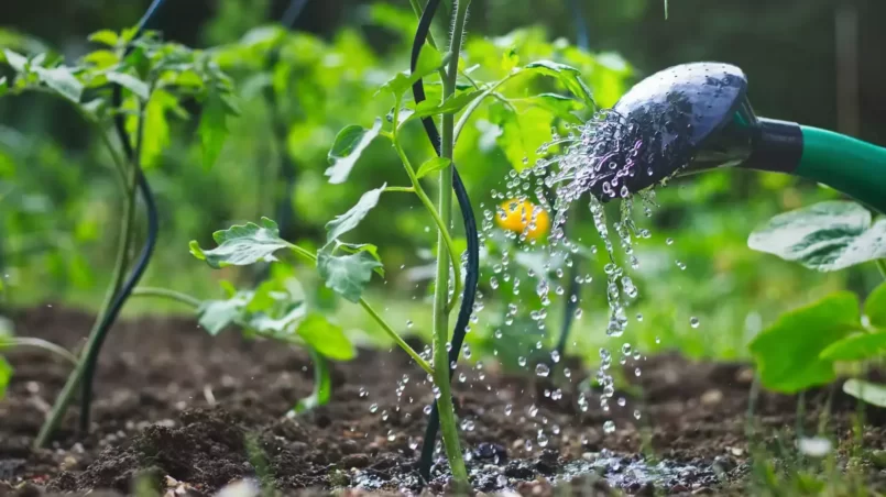 can sprinkling young tomato plant