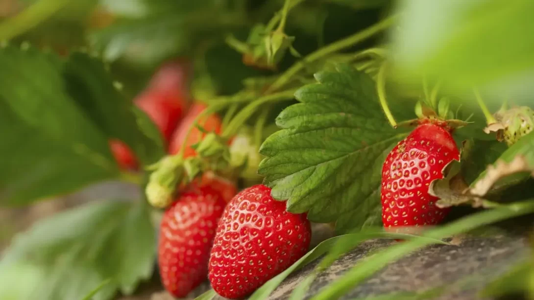 fresh organic strawberries