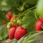 fresh organic strawberries