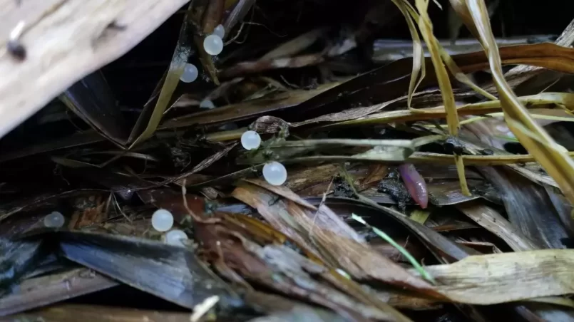 garden snail eggs