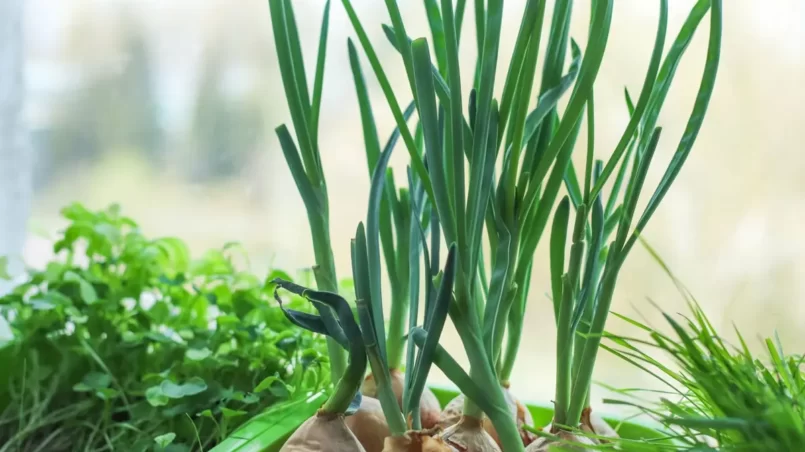 growing scallions indoor