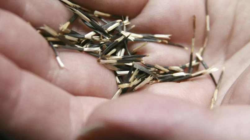 marigold seeds