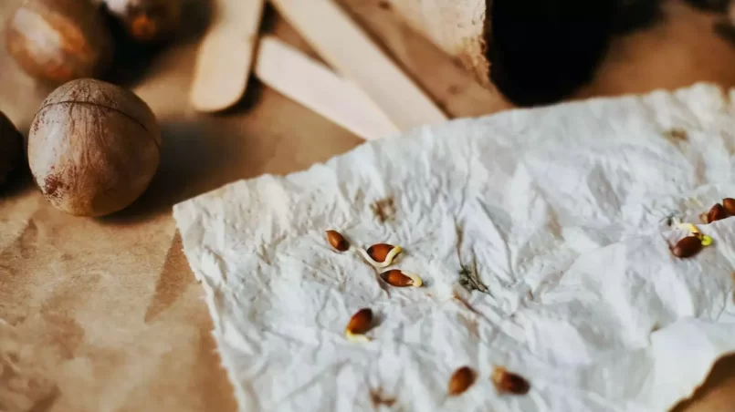 paper towel with seeds