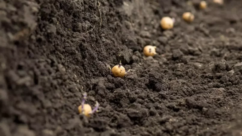 potatoes with sprouts planted in a row on fertile land