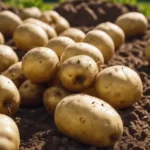 ready to plant potatoes