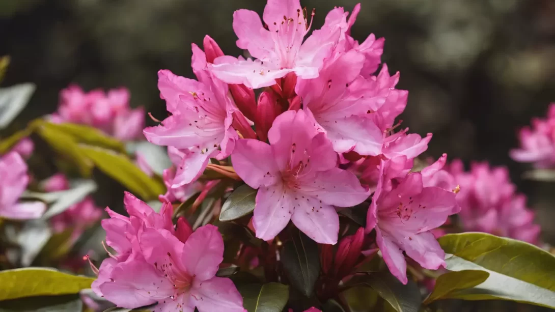 rhododendron flowers