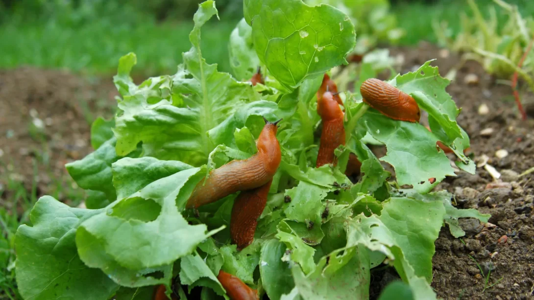 slugs in garden on vegetables