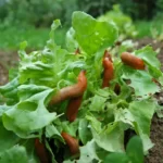 slugs in garden on vegetables