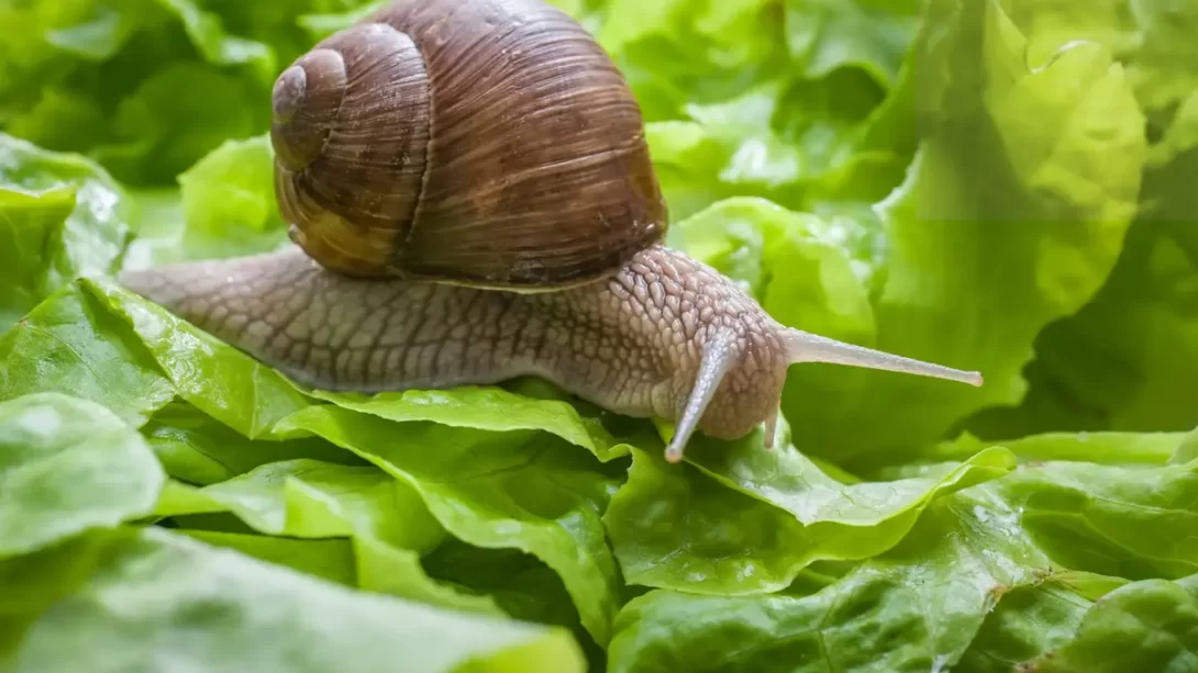 snail eating lettuce