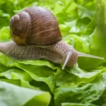 snail eating lettuce