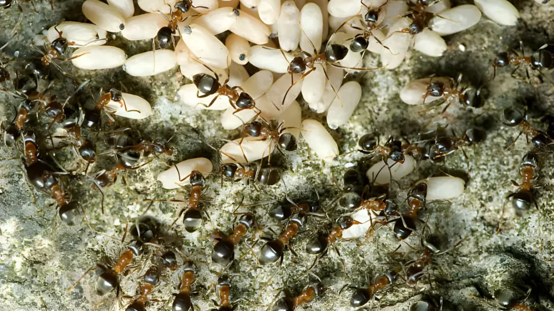 Ants with eggs