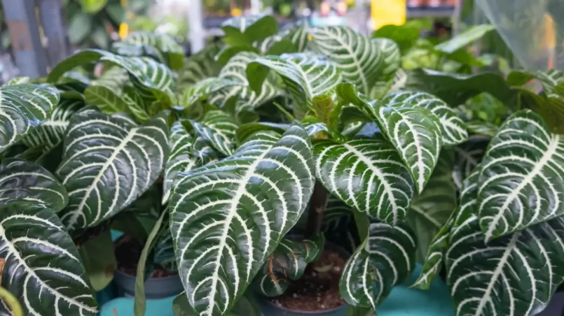 Aphelandra squarrosa