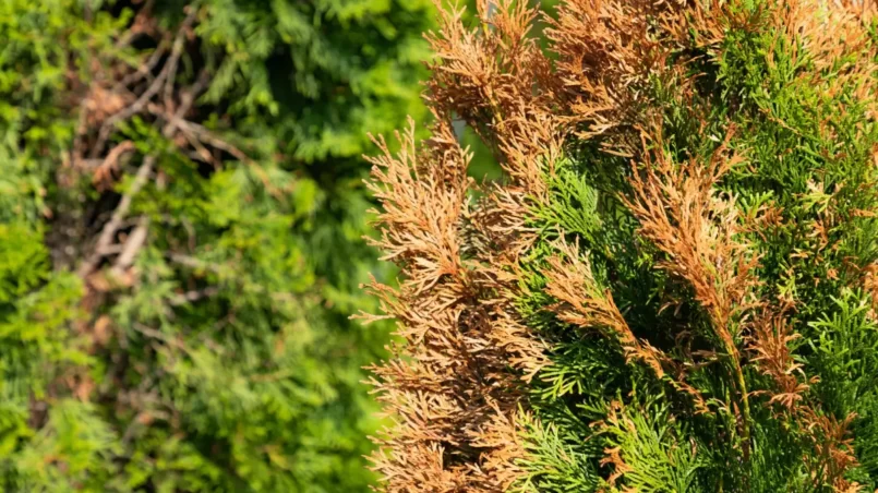 Arborvitae Turning Brown