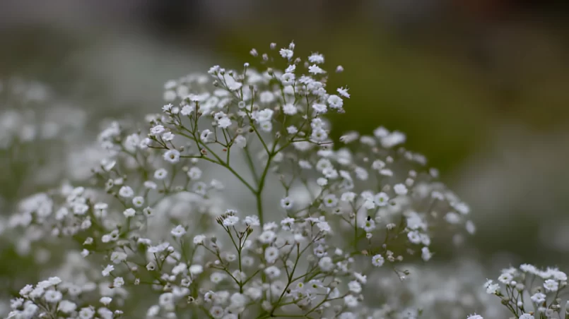 Babys breath (Gypsophila paniculataor)