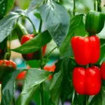 Bell peppers tree