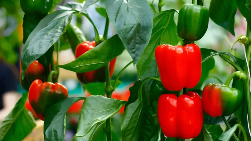 Bell peppers tree