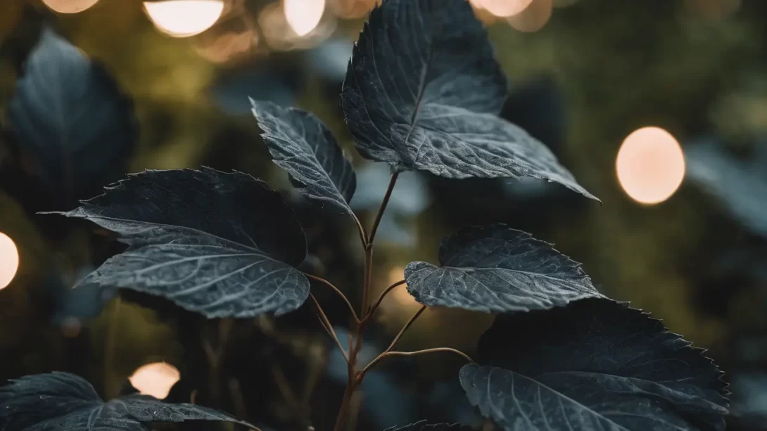 Black Leaves on Plant