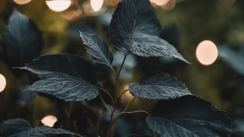 Black Leaves on Plant