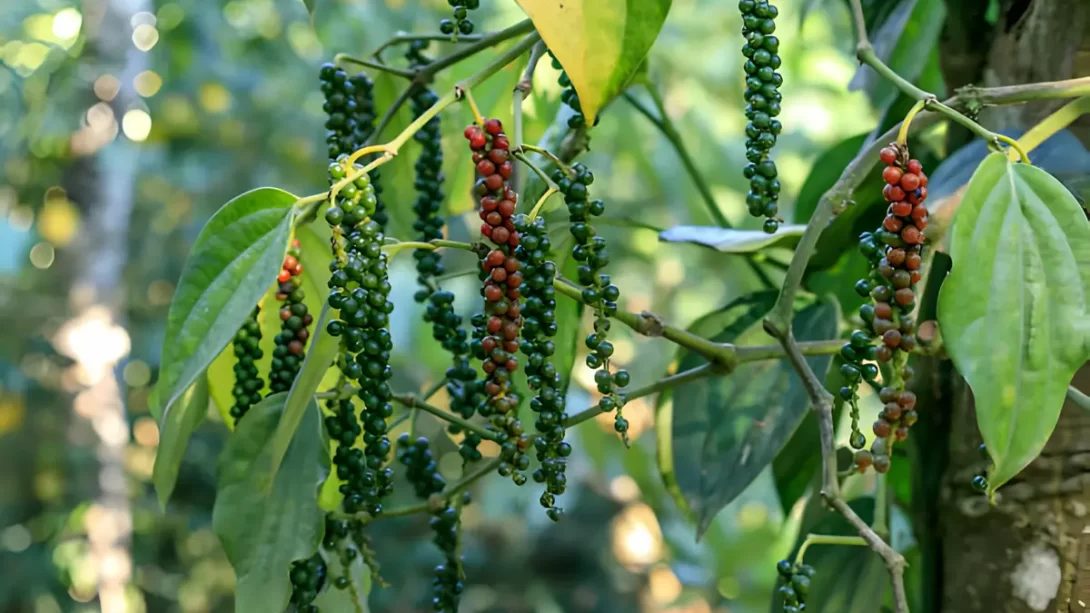 Black Pepper plant with peppercorns