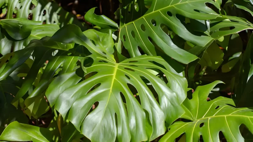 Bushy swiss cheese plant (Monstera deliciosa)