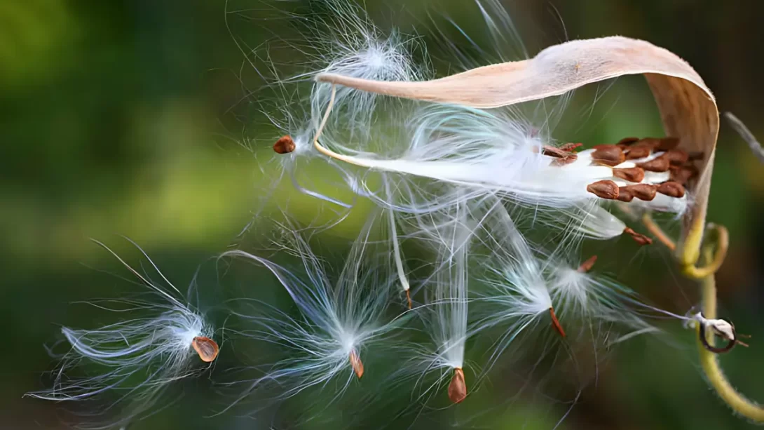 Butterfly weed milkweed (Asclepias tuberosa) seeds