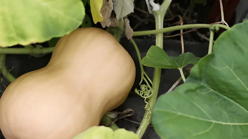 Butternut Squash On Vine