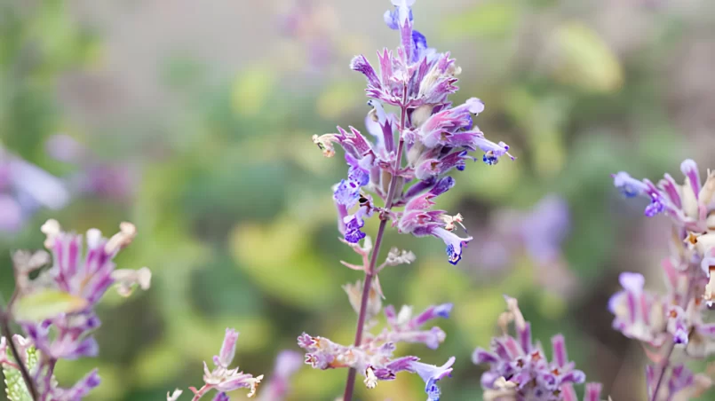 Catnip blossom